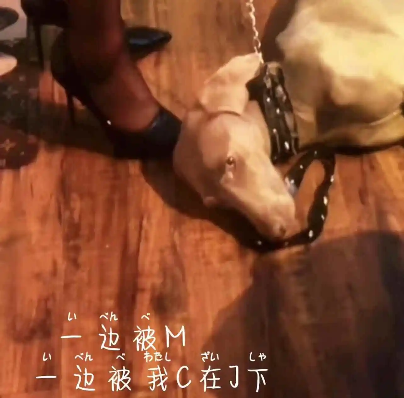 【西檬之家】Sub是什么？解锁BDSM字母圈臣服者角色指南